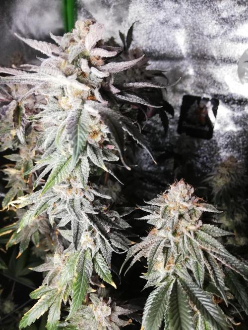 Sherbet Bananas🍌, Barney's Farm. Week 20