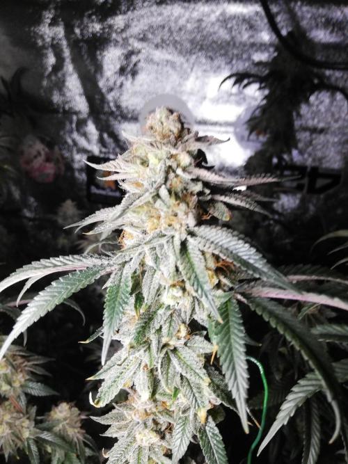 Sherbet Bananas🍌, Barney's Farm. Week 20