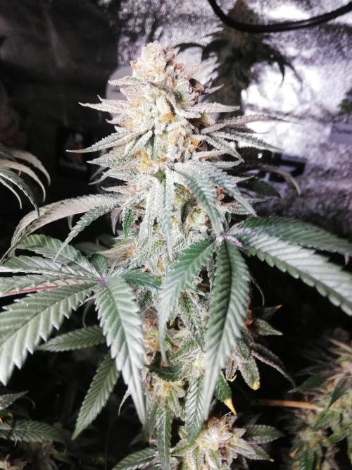 Sherbet Bananas🍌, Barney's Farm. Week 20