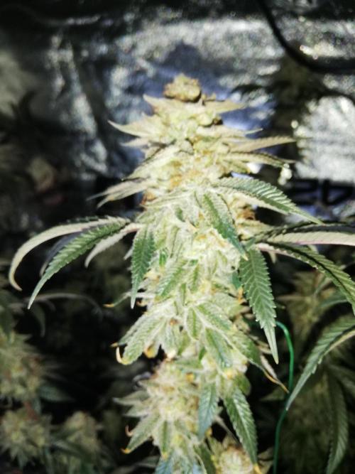 Sherbet Bananas🍌, Barney's Farm. Week 20