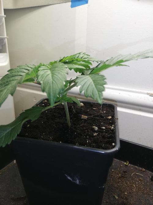 Grandpa Zombie IZI Contest. Week 2