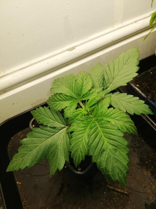 Grandpa Zombie IZI Contest. Week 2