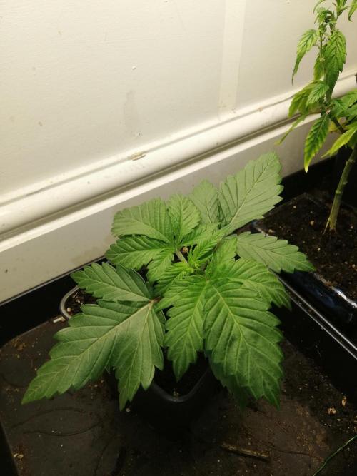 Grandpa Zombie IZI Contest. Week 2