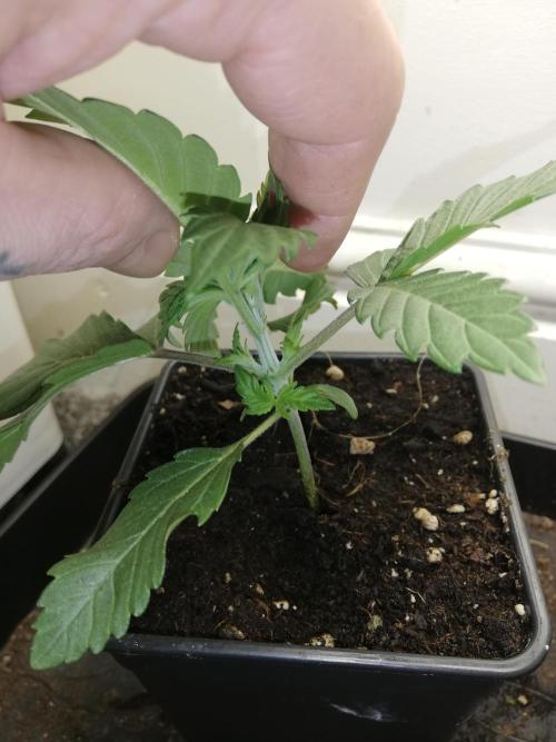 Grandpa Zombie IZI Contest. Week 2