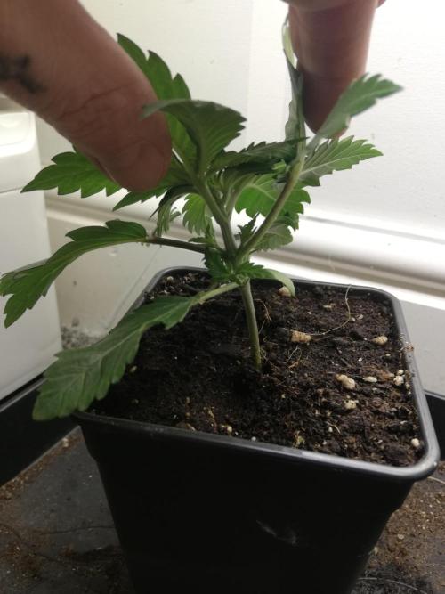 Grandpa Zombie IZI Contest. Week 2