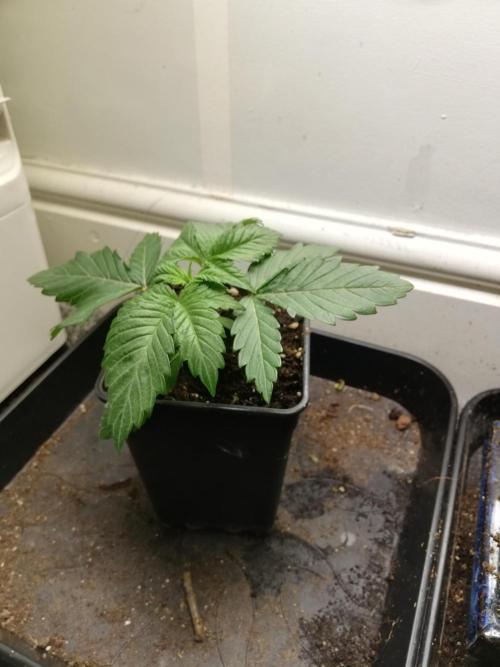 Grandpa Zombie IZI Contest. Week 2