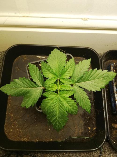 Grandpa Zombie IZI Contest. Week 2