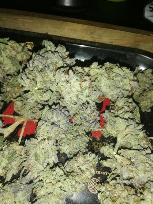 Sherbet Bananas🍌, Barney's Farm. Week 20