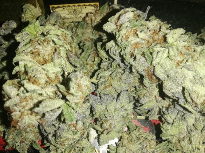 Sherbet Bananas🍌, Barney's Farm. Week 20