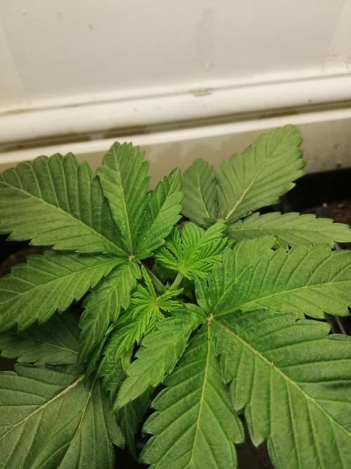 Grandpa Zombie IZI Contest. Week 2