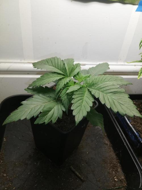 Grandpa Zombie IZI Contest. Week 2