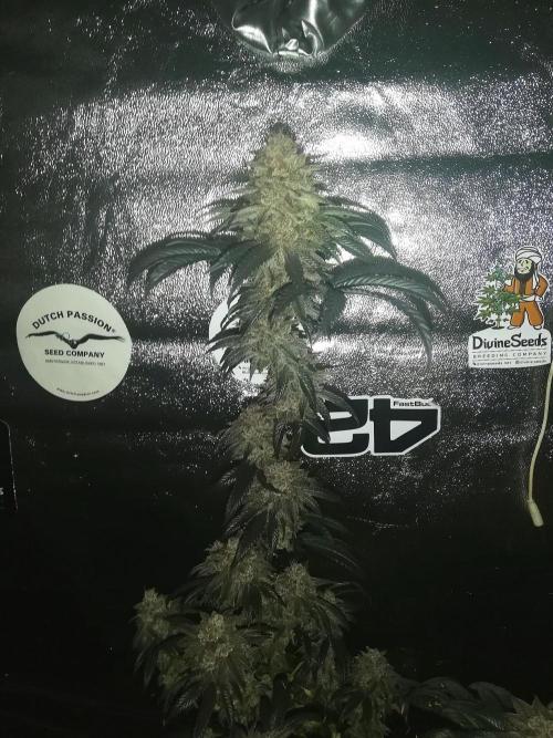 Sherbet Bananas🍌, Barney's Farm. Week 21