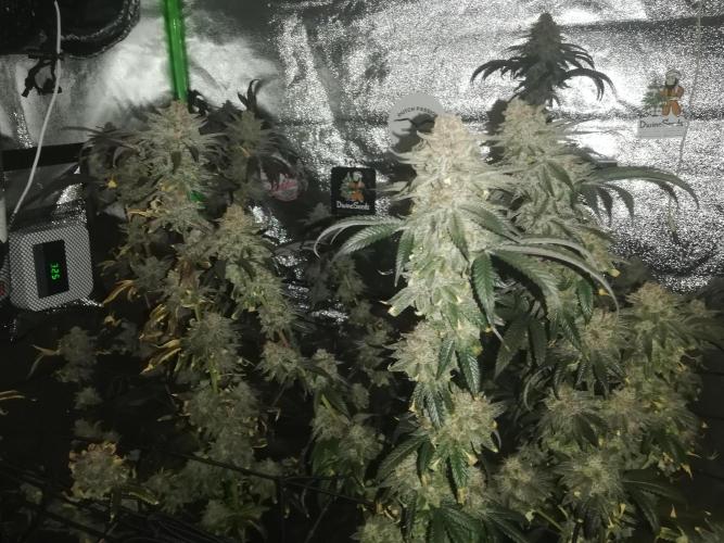 Sherbet Bananas🍌, Barney's Farm. Week 21