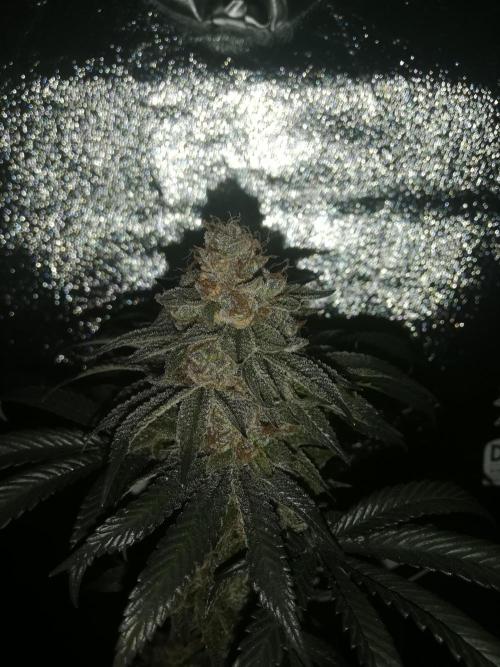 Sherbet Bananas🍌, Barney's Farm. Week 21