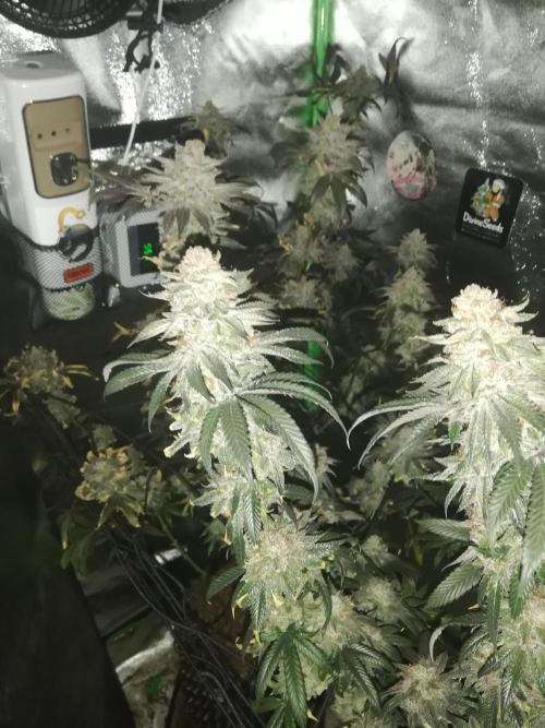 Sherbet Bananas🍌, Barney's Farm. Week 21