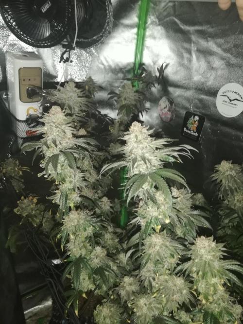 Sherbet Bananas🍌, Barney's Farm. Week 21