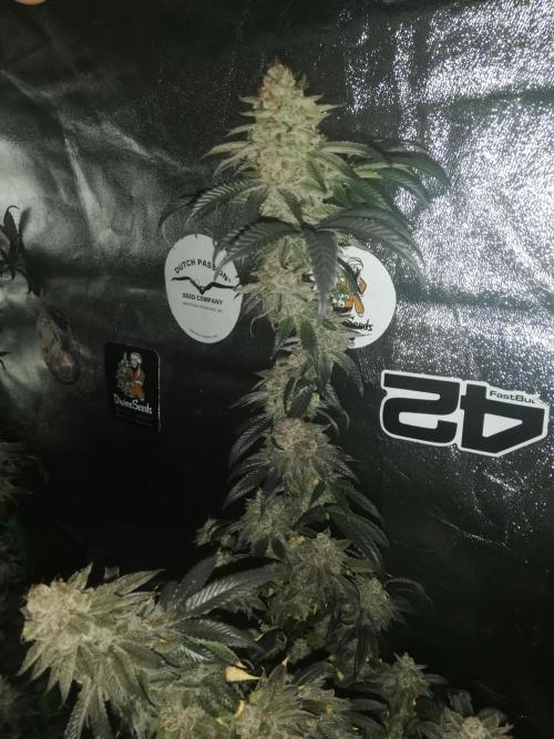 Sherbet Bananas🍌, Barney's Farm. Week 21