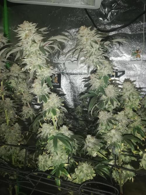 Sherbet Bananas🍌, Barney's Farm. Week 21