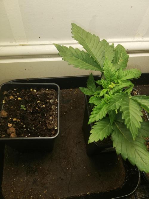 Grandpa Zombie IZI Contest. Week 3