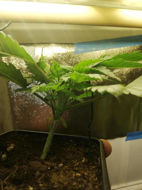 Grandpa Zombie IZI Contest. Week 3