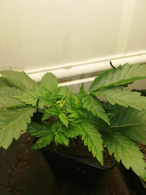 Grandpa Zombie IZI Contest. Week 3