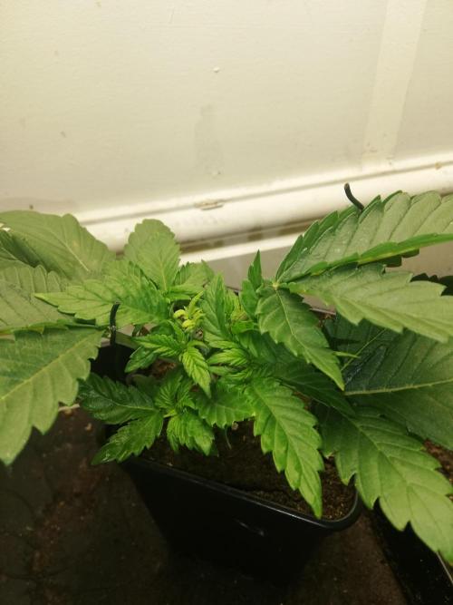 Grandpa Zombie IZI Contest. Week 3