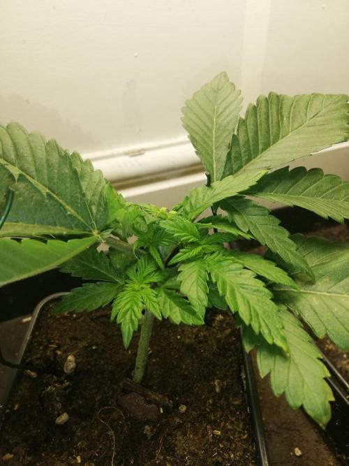 Grandpa Zombie IZI Contest. Week 3