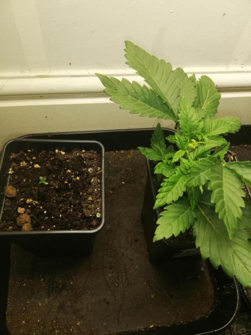 Eternity Grow Cup. Week 0