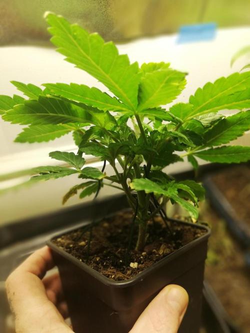 Grandpa Zombie IZI Contest. Week 4