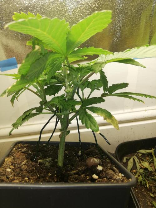 Grandpa Zombie IZI Contest. Week 4