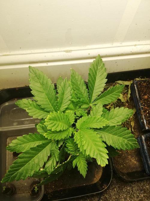 Grandpa Zombie IZI Contest. Week 4