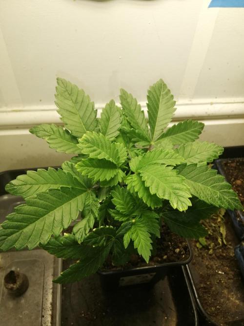 Grandpa Zombie IZI Contest. Week 4