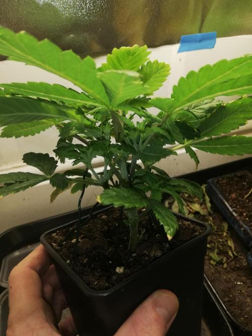 Grandpa Zombie IZI Contest. Week 4