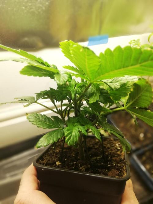 Grandpa Zombie IZI Contest. Week 4