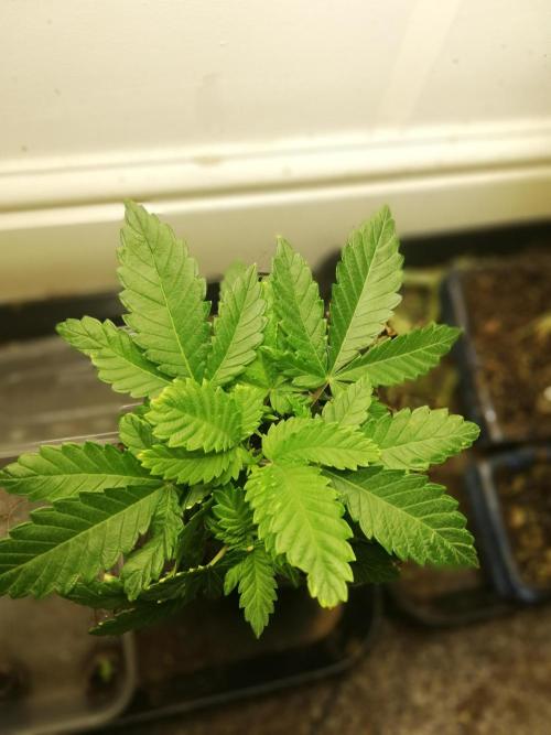 Grandpa Zombie IZI Contest. Week 4