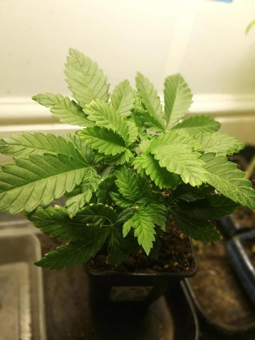 Grandpa Zombie IZI Contest. Week 4