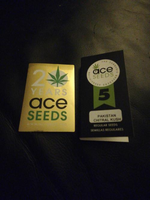 Pakistan Chitral Kush. Regular. Week 0