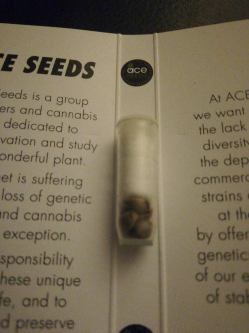 Pakistan Chitral Kush. Regular. Week 0