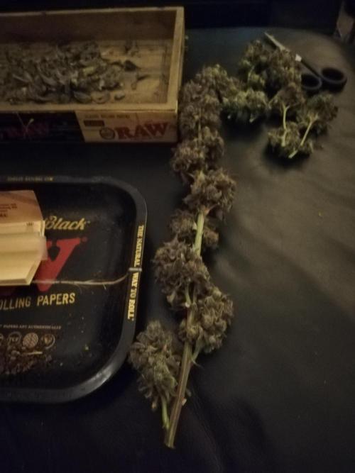 Sherbet Bananas🍌, Barney's Farm. Week 22