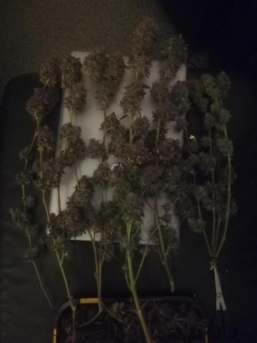 Sherbet Bananas🍌, Barney's Farm. Week 22