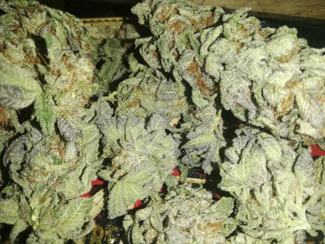 Sherbet Bananas🍌, Barney's Farm. Week 22