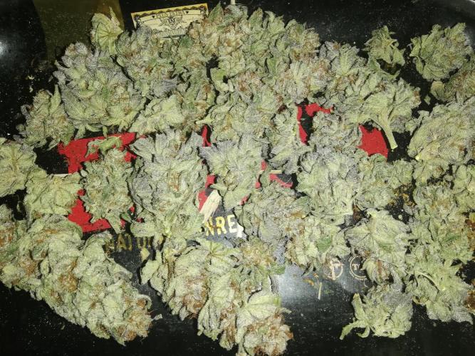 Sherbet Bananas🍌, Barney's Farm. Week 22