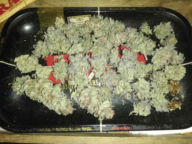 Sherbet Bananas🍌, Barney's Farm. Week 22