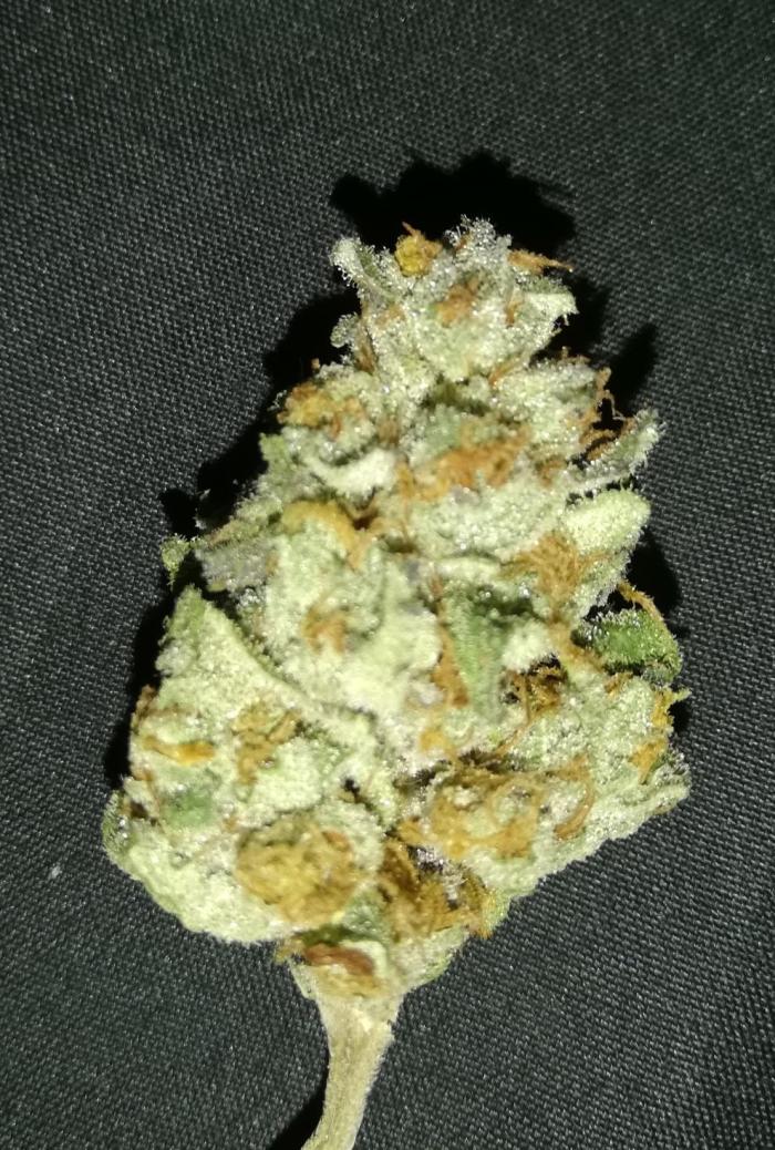 Mother of all Runtz. Week 12