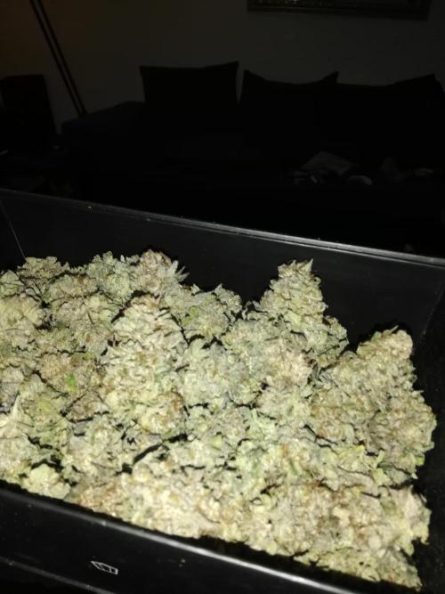 Sherbet Bananas🍌, Barney's Farm. Week 22