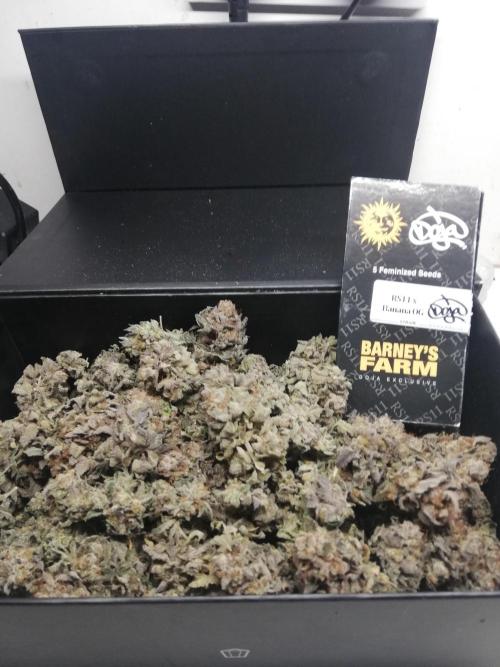 Sherbet Bananas🍌, Barney's Farm. Week 22