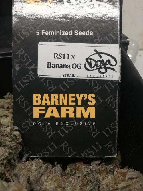 Sherbet Bananas🍌, Barney's Farm. Week 22