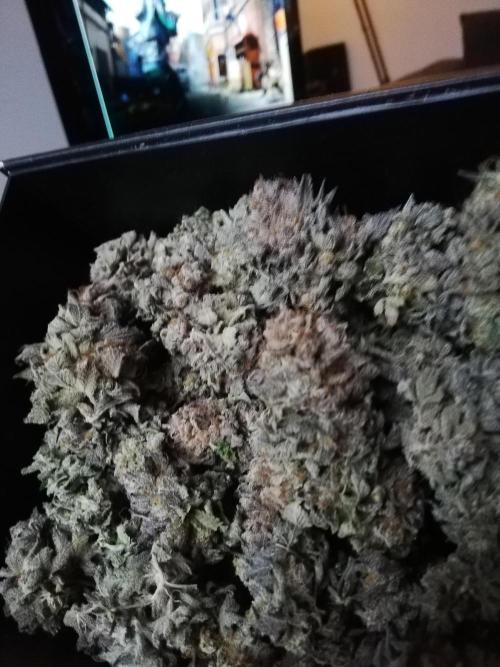 Sherbet Bananas🍌, Barney's Farm. Week 22