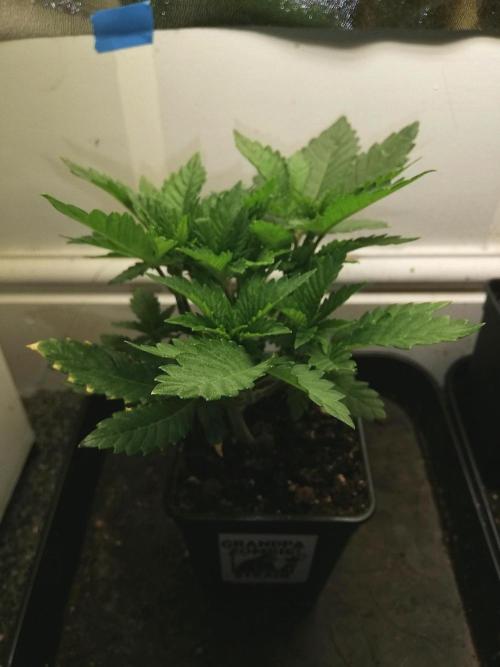 Grandpa Zombie IZI Contest. Week 5