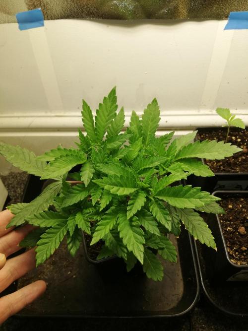 Grandpa Zombie IZI Contest. Week 5